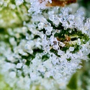 Zkittlez Frosted Trichomes2.JPG