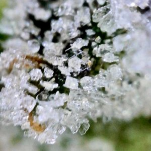 Zkittlez Frosted Trichomes4.JPG