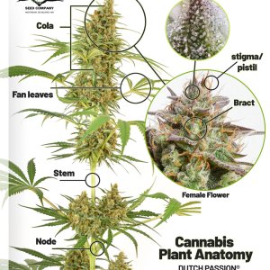 cannabis-plant-anatomy-by-dutch-passion-EN.jpg