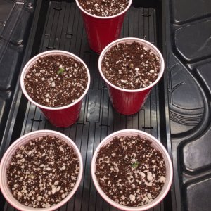Seedlings Day 1b.JPG