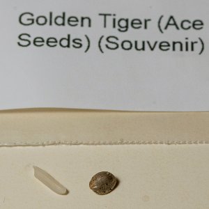 Golden tiger seed.jpg