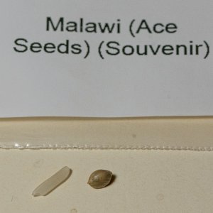 Malawi seed.jpg