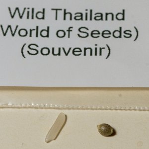 Wild Thailand seed.jpg