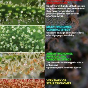 colors-of-trichomes-and-their-maturation.jpg
