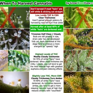 when-to-harvest-simple-trichome-diagram.jpg