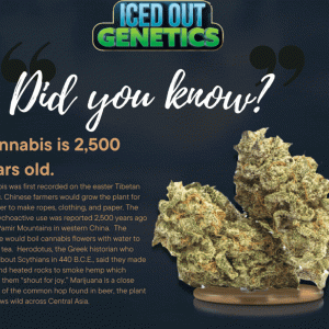 Cannabis is 2500 Years Old GIF.gif