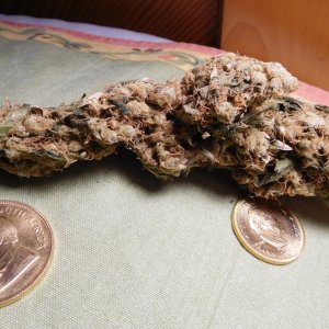 Acapulco Gold cured