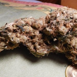 Acapulco Gold cured