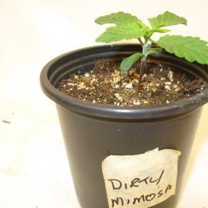 Dirty Mimosa IMG_5006.JPG