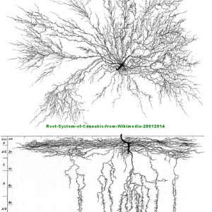 Root-System-of-Cannabis-from-Wikimedia-28012014.jpg