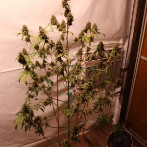 Solo Cup Project/Phase 3-Gorilla Bomb Feminized #2/Day 70 of Flowering-10/10/23