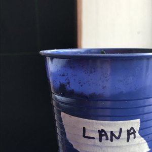 Lambs Bread (Lana)-Day 4-e.JPG