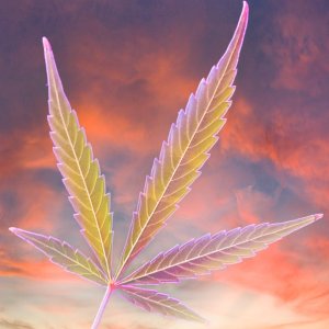 Cannabis leaf sunrise.jpg
