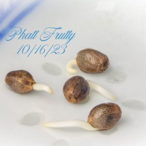 Phatt Frutty Seeds.jpg