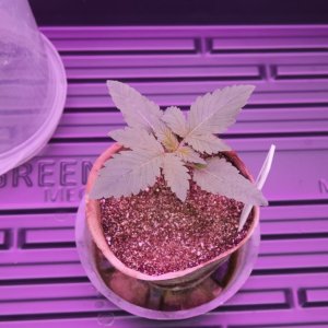 Do-Si-Dos Seedling at 14 Days