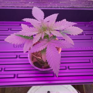 Do-Si-Dos Seedling at 22 Days