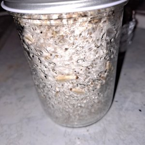 Mushroom jar 1A 10-20b.jpg