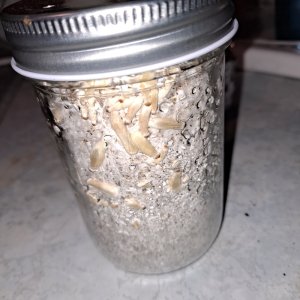 Mushroom jar 1A 10-20c.jpg
