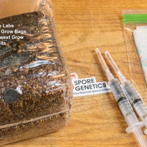 All-In-One grow bags injecting spores 1.jpg