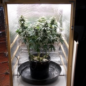 2023-10-27: Seed Queen Isolated, Day 108, 7 Weeks after Flip