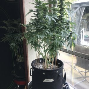 Girl Scout Cookies (Gemma)-Day 19F-x.JPG