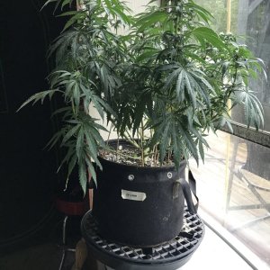 Girl Scout Cookies (Gina)-Day 6F-f.JPG