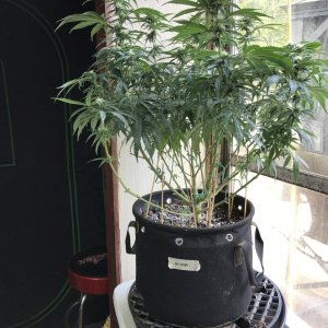 Girl Scout Cookies (Gina)-Day 11F-l.JPG