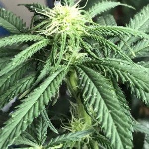 Girl Scout Cookies (Gina)-Day 11F-m.JPG