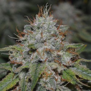 Frosty Girl Scout Cookies