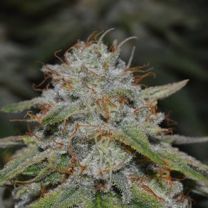 Frosty Girl Scout Cookies
