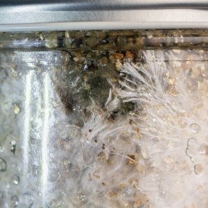 Tidal wave substrate jar loose lid contaminant possible-2.jpg