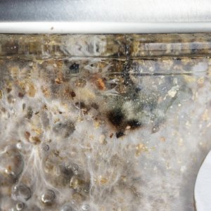 Tidal wave substrate jar loose lid contaminant possible-3.jpg