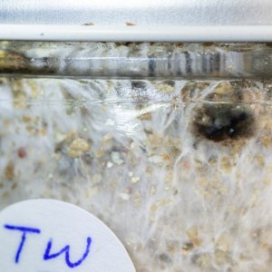 Tidal wave substrate jar loose lid contaminant possible-4.jpg