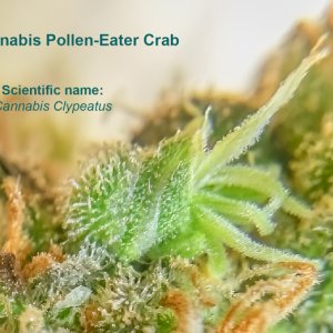 cannabis crab.jpg