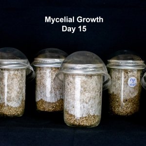 Mushroom spores update 11-6-23.jpg