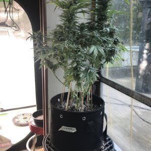 Girl Scout Cookies (Gemma)-Day 31F-a.JPG