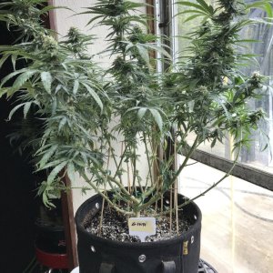 Girl Scout Cookies (Gina)-Day 24F-a.JPG