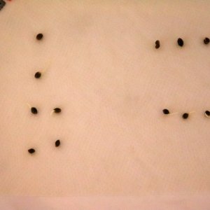 Germination Method-Day 2 of Dropping Seeds-11/10/23