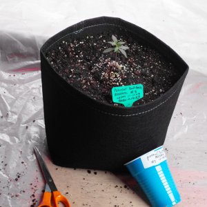 Peanut butter breath up potted-2.jpg