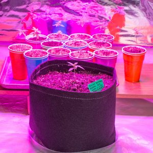 Peanut butter breath up potted-3.jpg