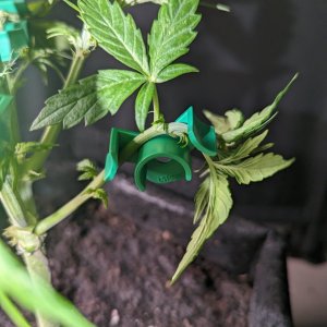 Plant clip review