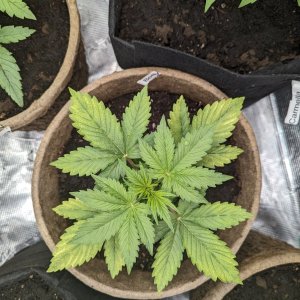 Betty (Dosidos auto by Royal Queen) with a nitrogen deficiency, 11/06/23 – day 20