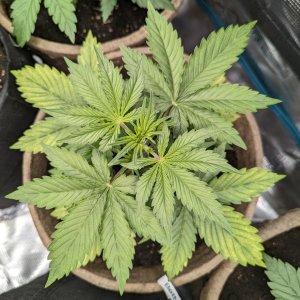 Betty (Dosidos auto by Royal Queen), 11/08/23 – day 22