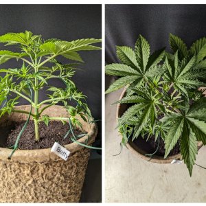Betty (Dosidos auto by Royal Queen), 11/11/23 – day 24