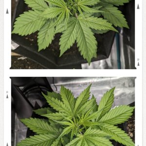 Carmella (Dosidos auto by Royal Queen)  11/06/23 – day 20  (above) & 11/08/23 – day 22 (below)