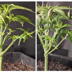 Carmella (Dosidos auto by Royal Queen), 11/09/23 – day 23 (left) & 11/10/23 – day 24 (right)