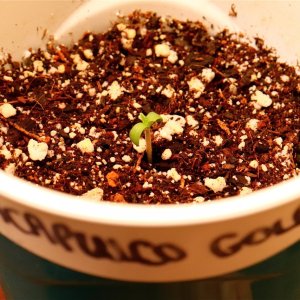 Acapulco Gold Fem. Elitie by Canuk Seeds-Day 1 of Sprouting-11/12/23