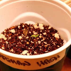 Afghan Hash Plant Fem. #1 by Canuk Seeds-Day 2 of Sprouting-11/12/23