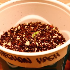 Afghan Hash Plant Fem. #2 by Canuk Seeds-Day 2 of Sprouting-11/12/23