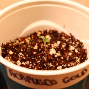 Acapulco Gold Fem. Elite #1 by Canuk Seeds-Day 2 of Sprouting-11/13/23